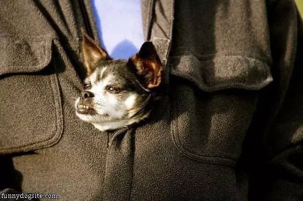 Sweatshirt Dog