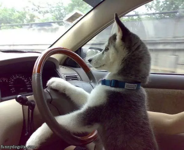 Going For A Ride