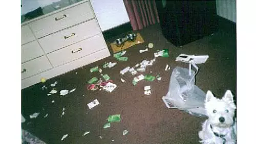 Busted