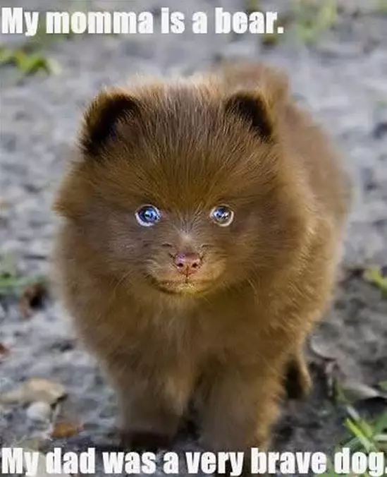 Mom Is A Bear