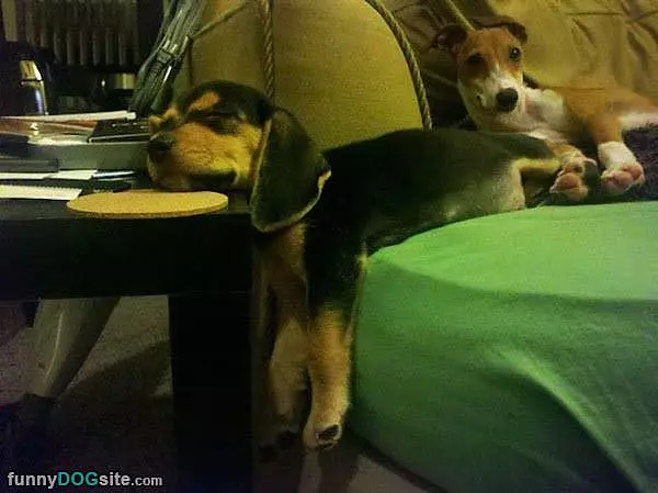 Super Cute Passed Out