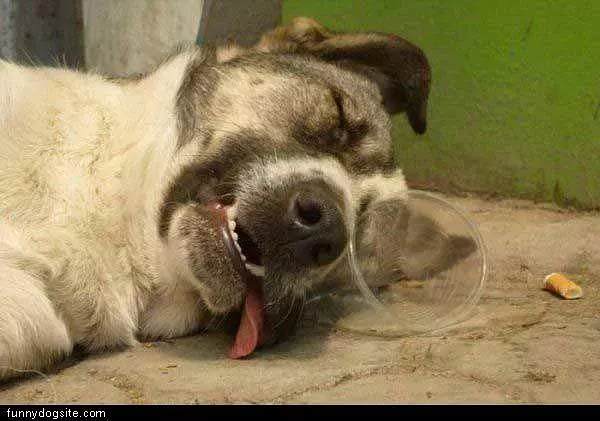 This Dog Is Tired