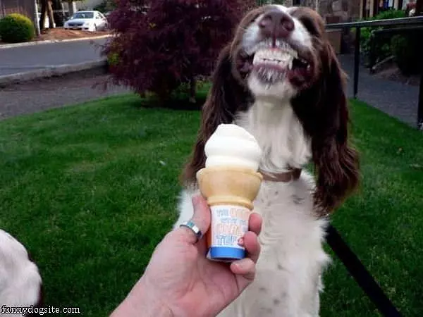 Nom Nom Nom Nom Nom Ice Cream