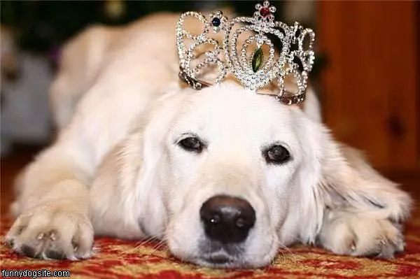 The King