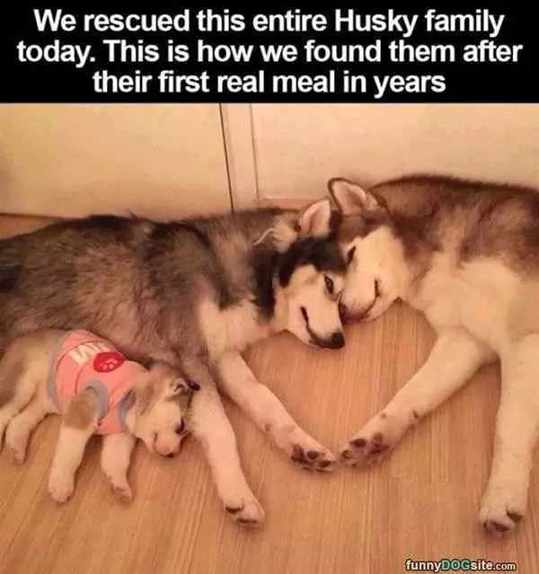 Husky Rescue