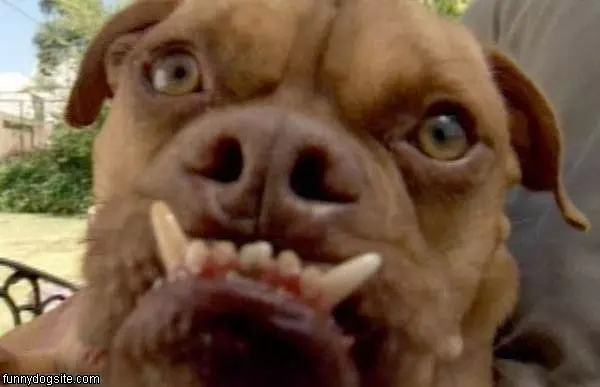 Arf