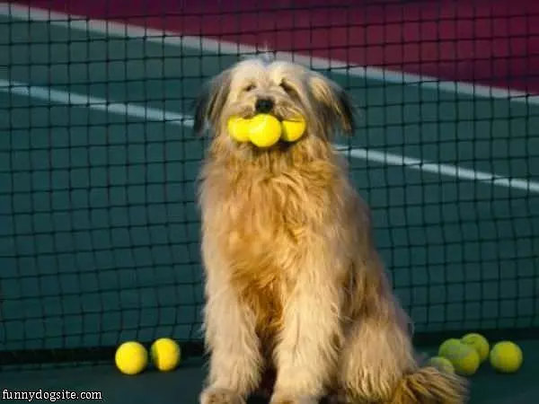 Fetched 3 Balls