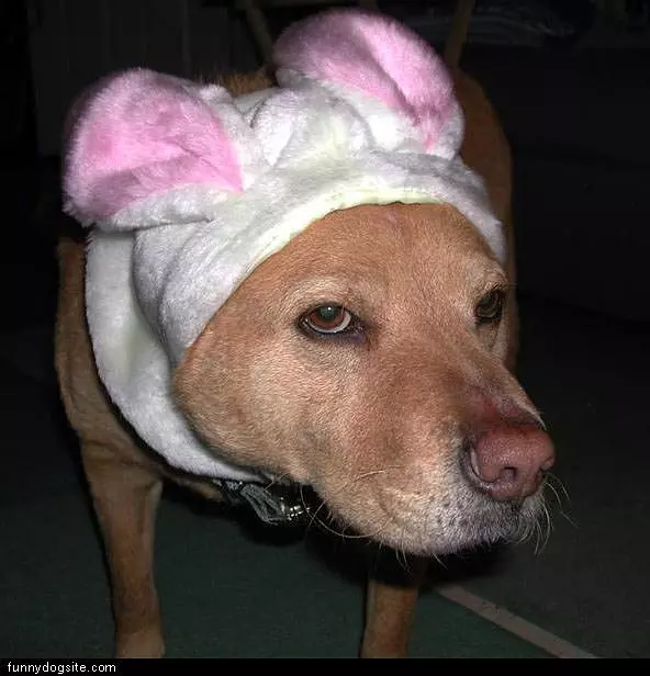Dog Bunny Costume