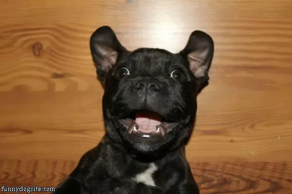 Happy Dog Has Happy