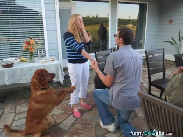 Dog Is Helping