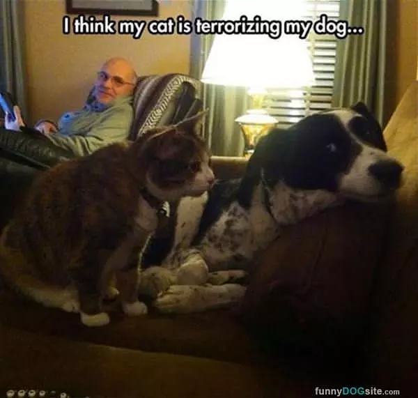 Get Away From Me Cat