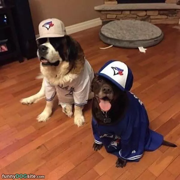 Blue Jays Fans