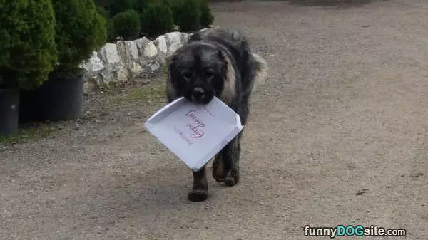Pizza Delivery