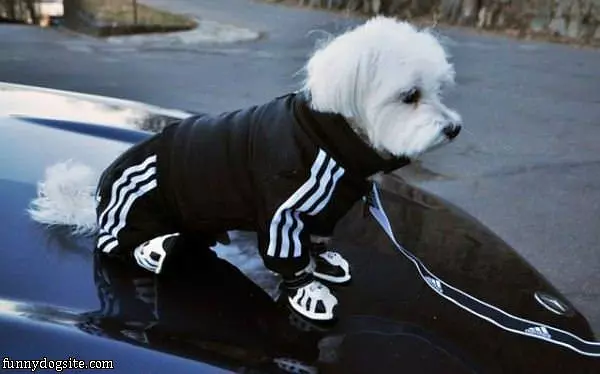 Dressed To Run
