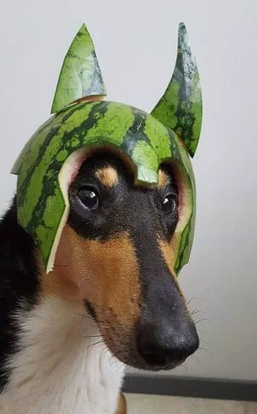 Bat Dog