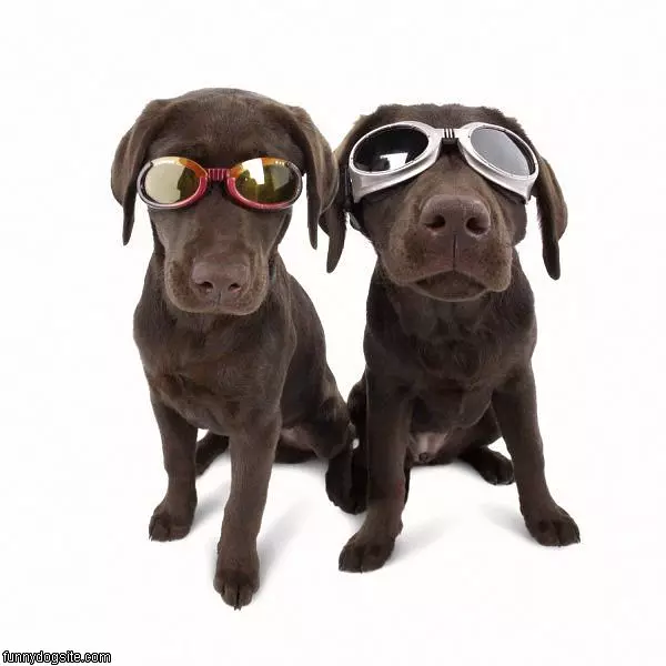 Cool Dogs
