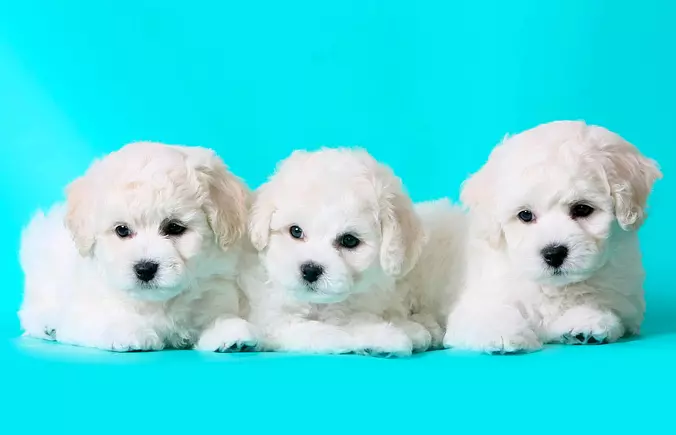 Bichon Frise Family