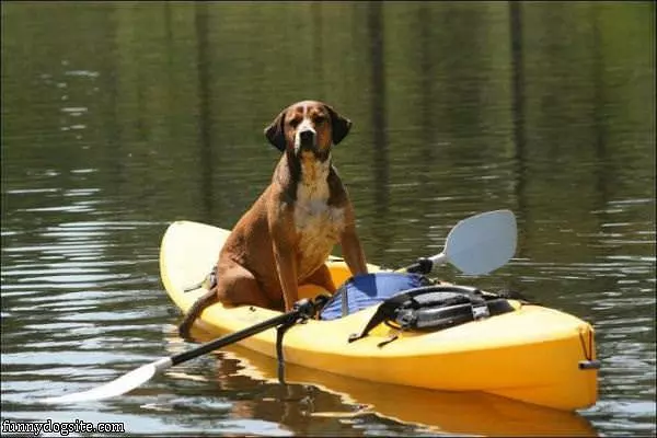 Canoing Dog