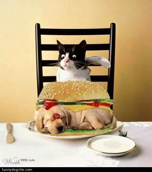 Dog Its Whats For Dinner