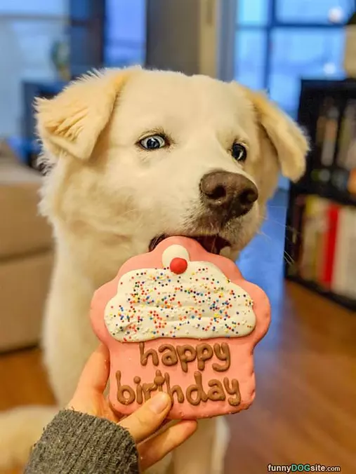 Happy Dog