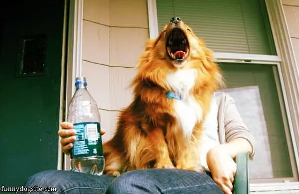 Roooaarrr