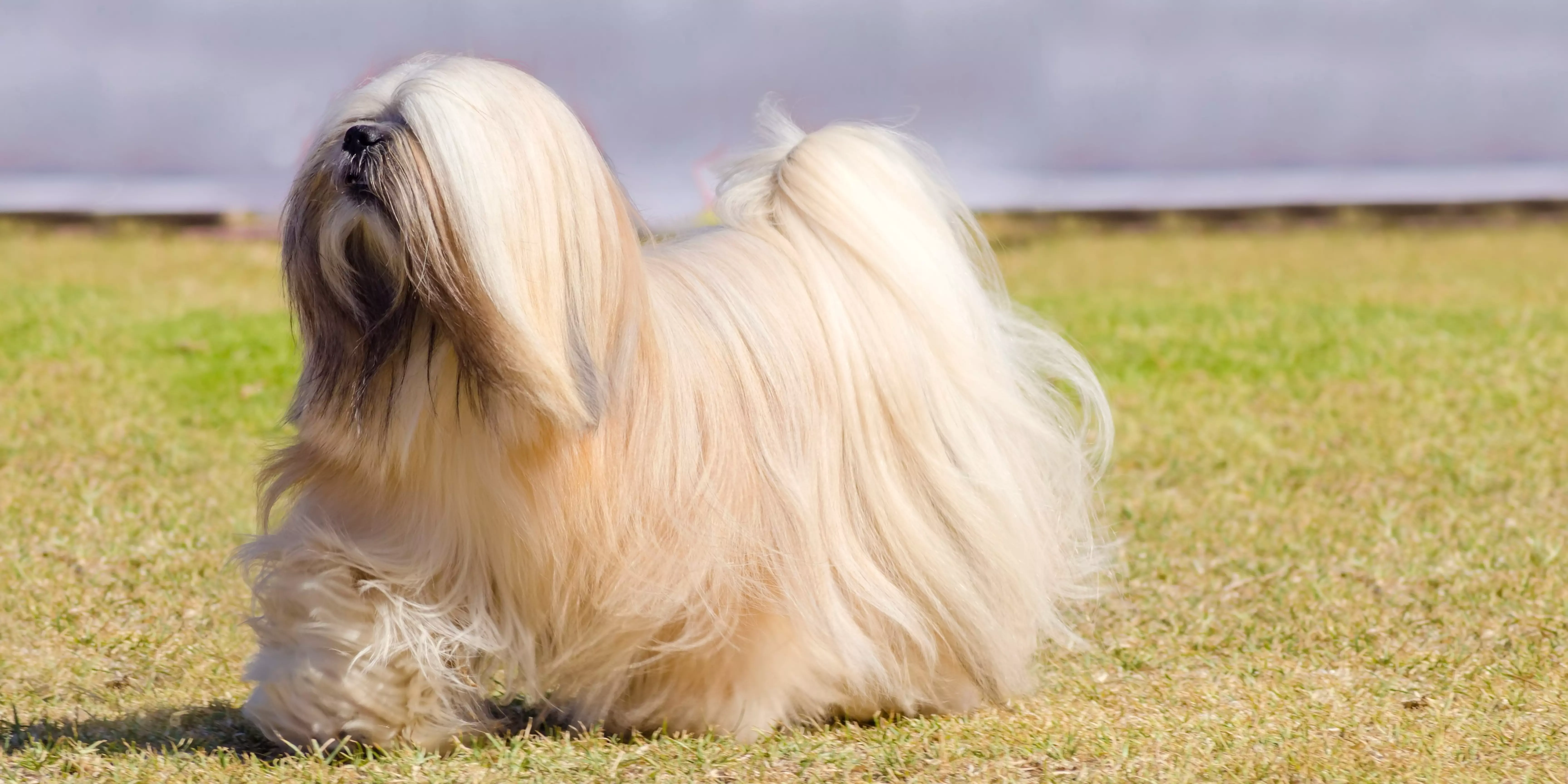 Lhasa Apso