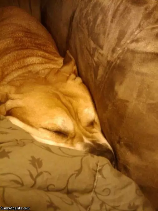 Sleep Where I Want