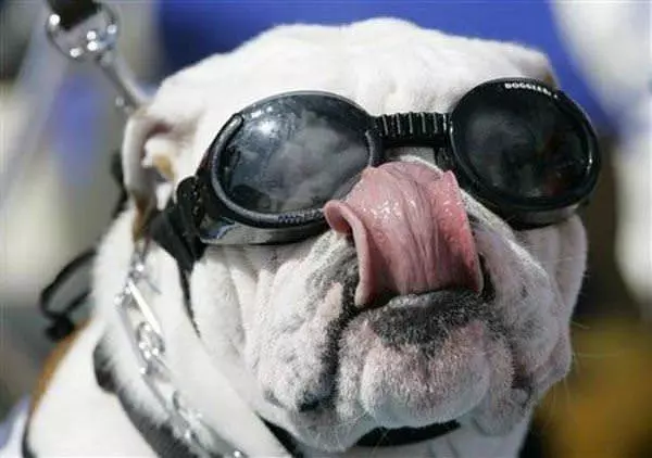 Gimme A Lick