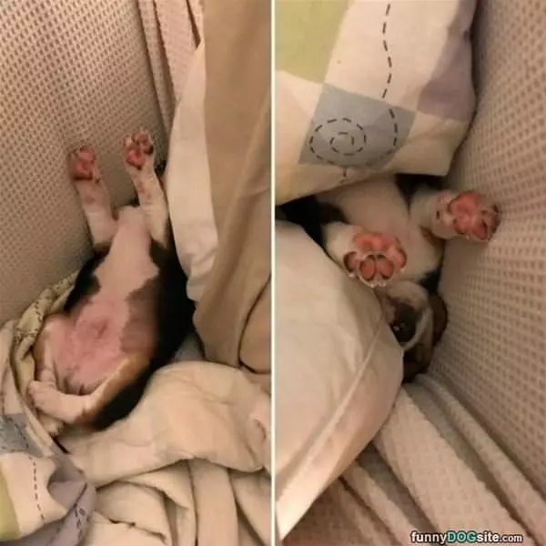 Paws Up