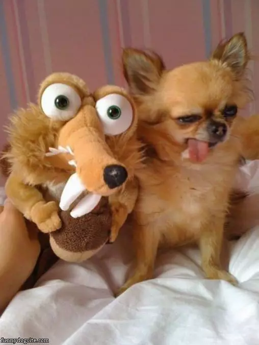 Awesome Dog Is Awesome
