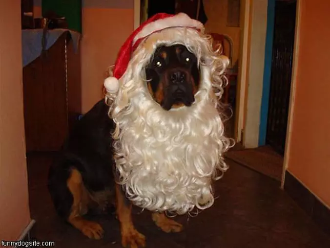Bullet The Santa Dog