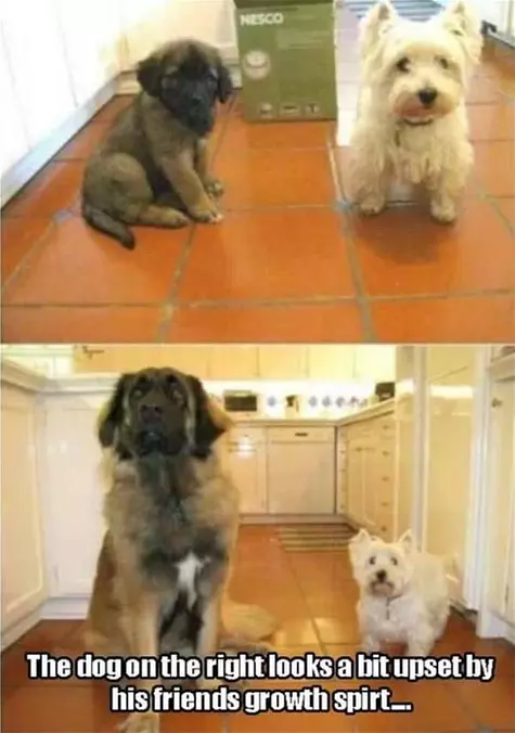 Growth Spurt
