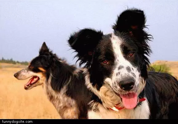 Two Dogs In Field