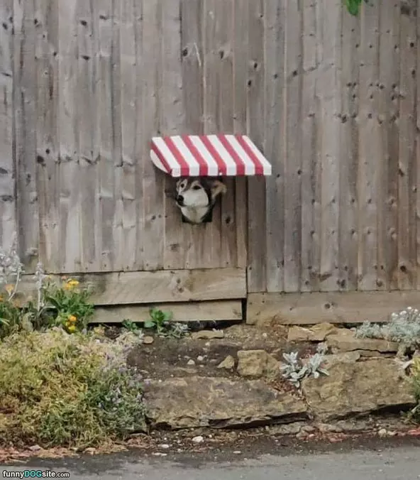 Pop My Head Out