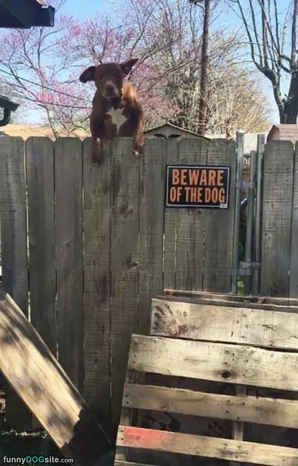 Watching Over The Fence
