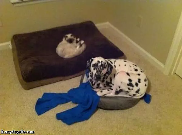Cat Stole My Bed