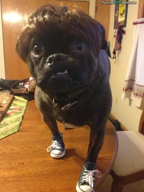 Nice Shoes
