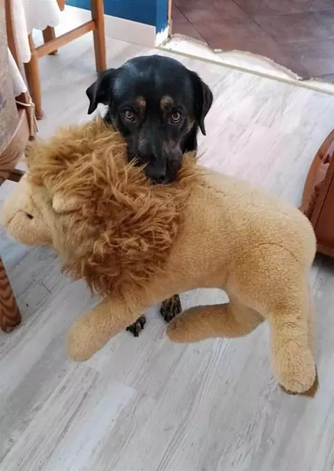 My Fuzzy Toy