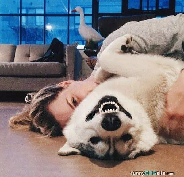 Happy Dog