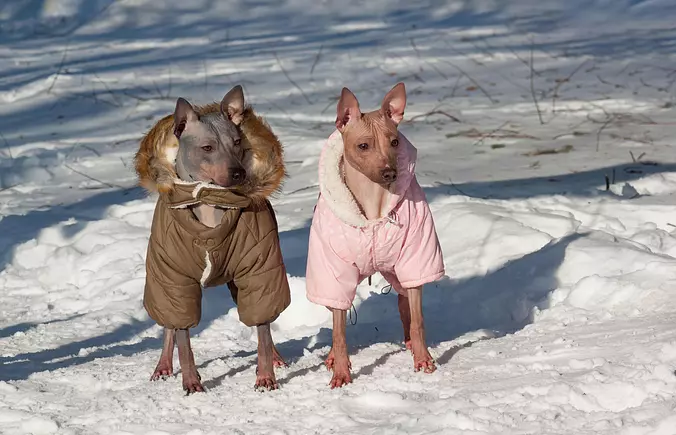 American Hairless Terrier b...
