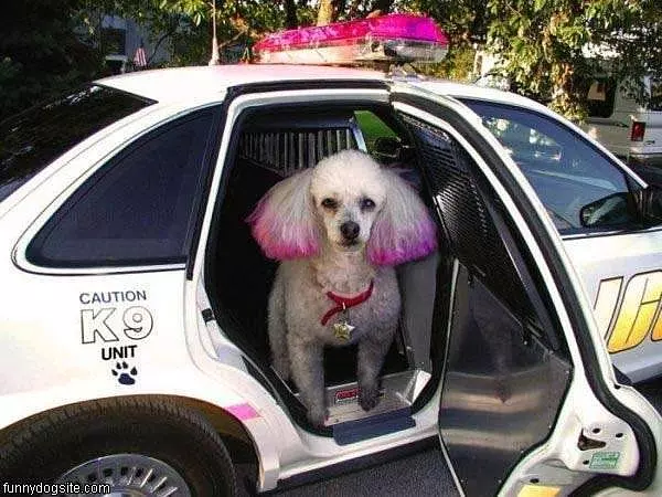Nice Hair