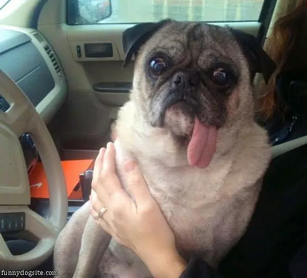 My Long Tongue