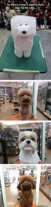 Cube Dogs