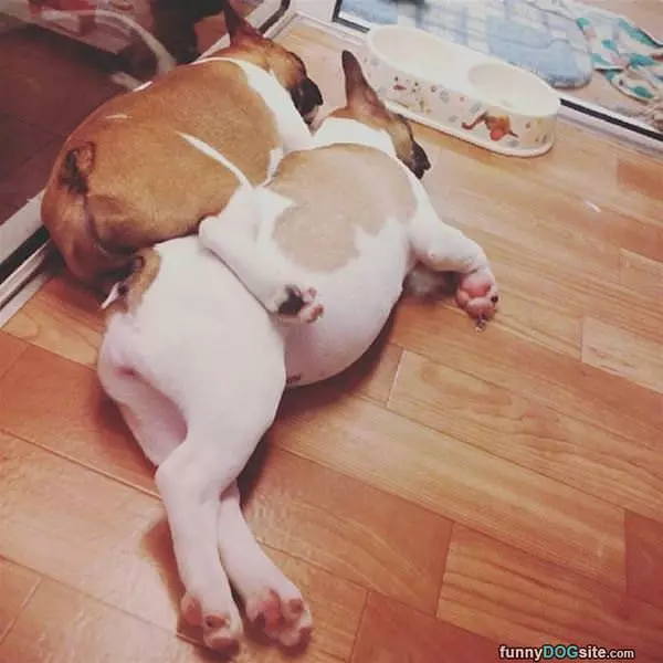 We Sleep Like This