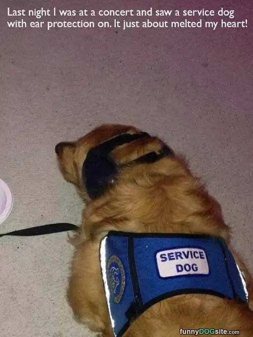 Service Dog