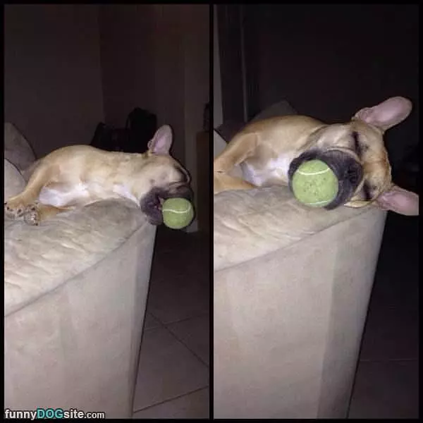 Dreaming Of Fetching