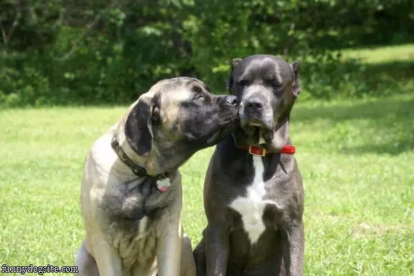 Some Puppy Love