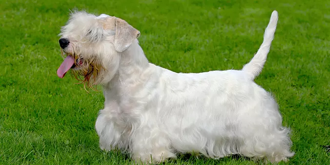 Sealyham Terrier
