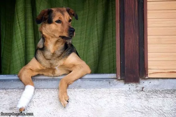 Broken Paw