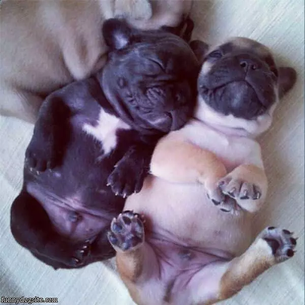 Sweet Dreams